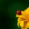 ladybug, insect, ladybird beetle