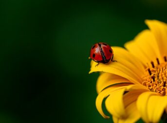 ladybug, insect, ladybird beetle