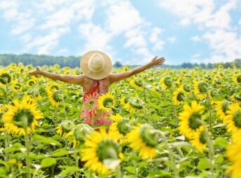 sunflowers, sunflower field, woman