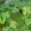 luck, nature, four leaf clover