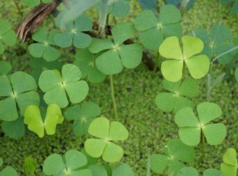 luck, nature, four leaf clover