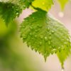 leaves, raindrops, foliage