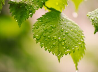 leaves, raindrops, foliage