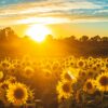 sunflower field under blue sky during sunset