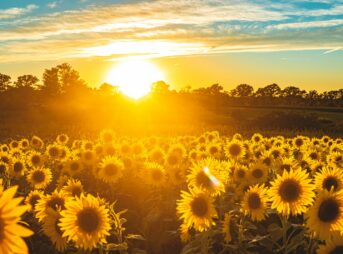 sunflower field under blue sky during sunset